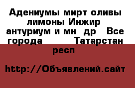 Адениумы,мирт,оливы,лимоны,Инжир, антуриум и мн .др - Все города  »    . Татарстан респ.